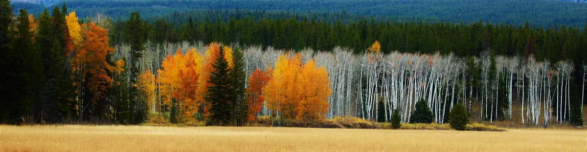 7 Common Mistakes When Growing Aspen Trees in the UK