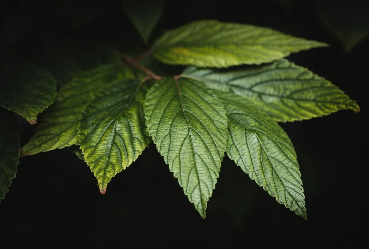 A Beginner's Guide to Identifying Aspen Trees in Every Season