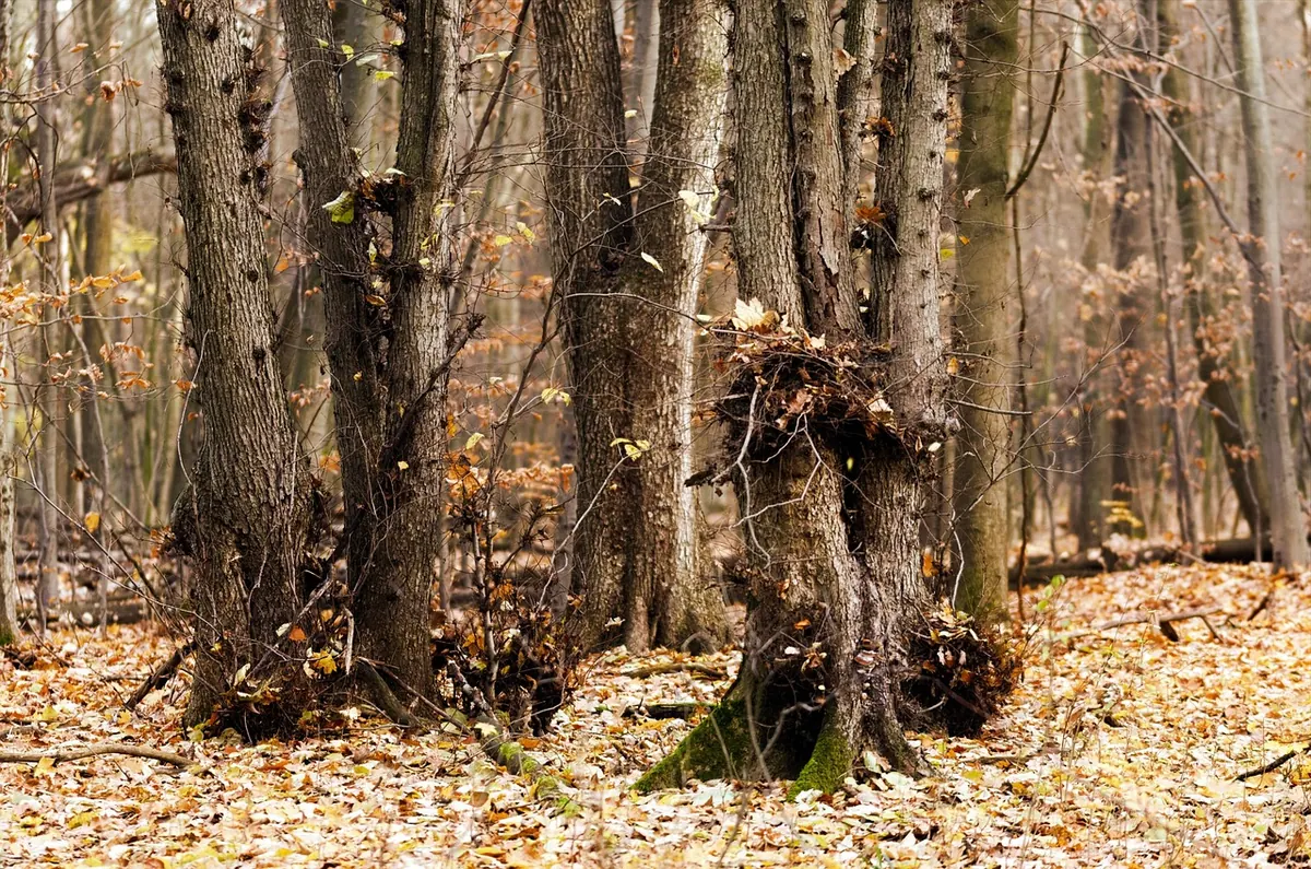 Aspen Suckers Explained: Why They Appear and How to Manage Them