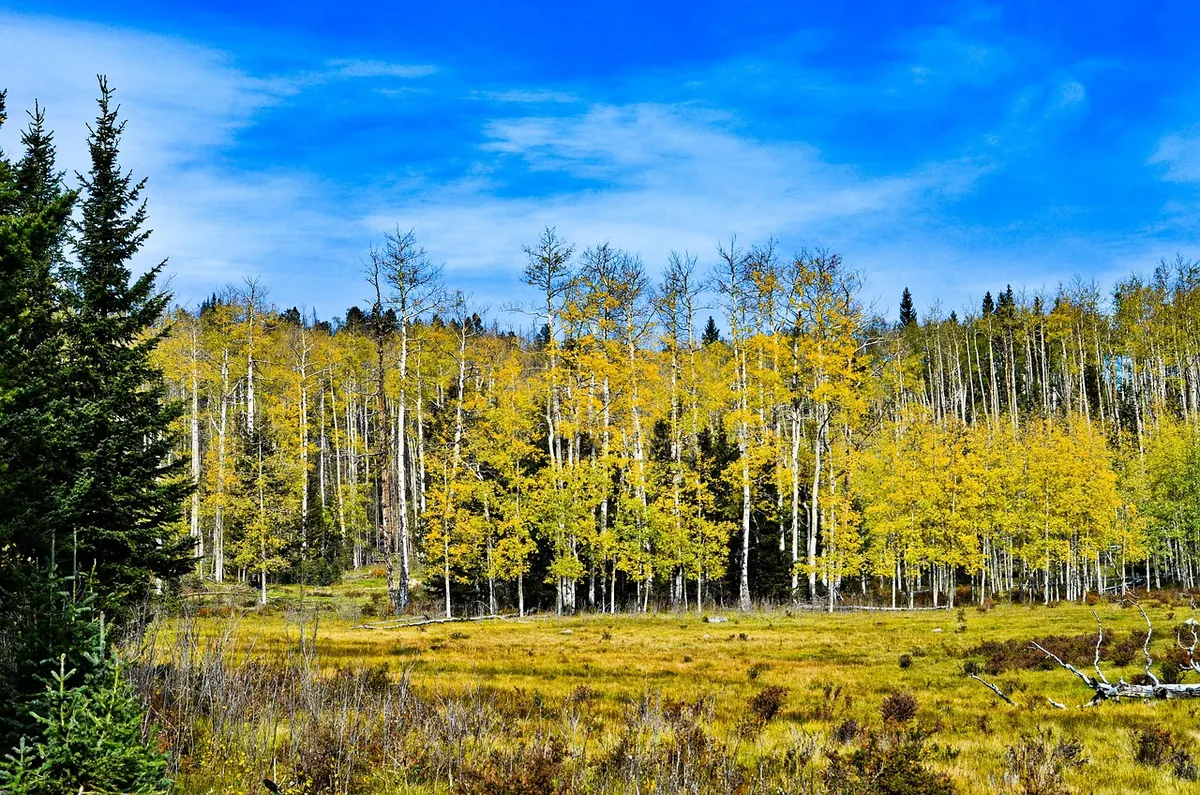 Aspen Trees and UK Wildlife: What They Support and Why It Matters