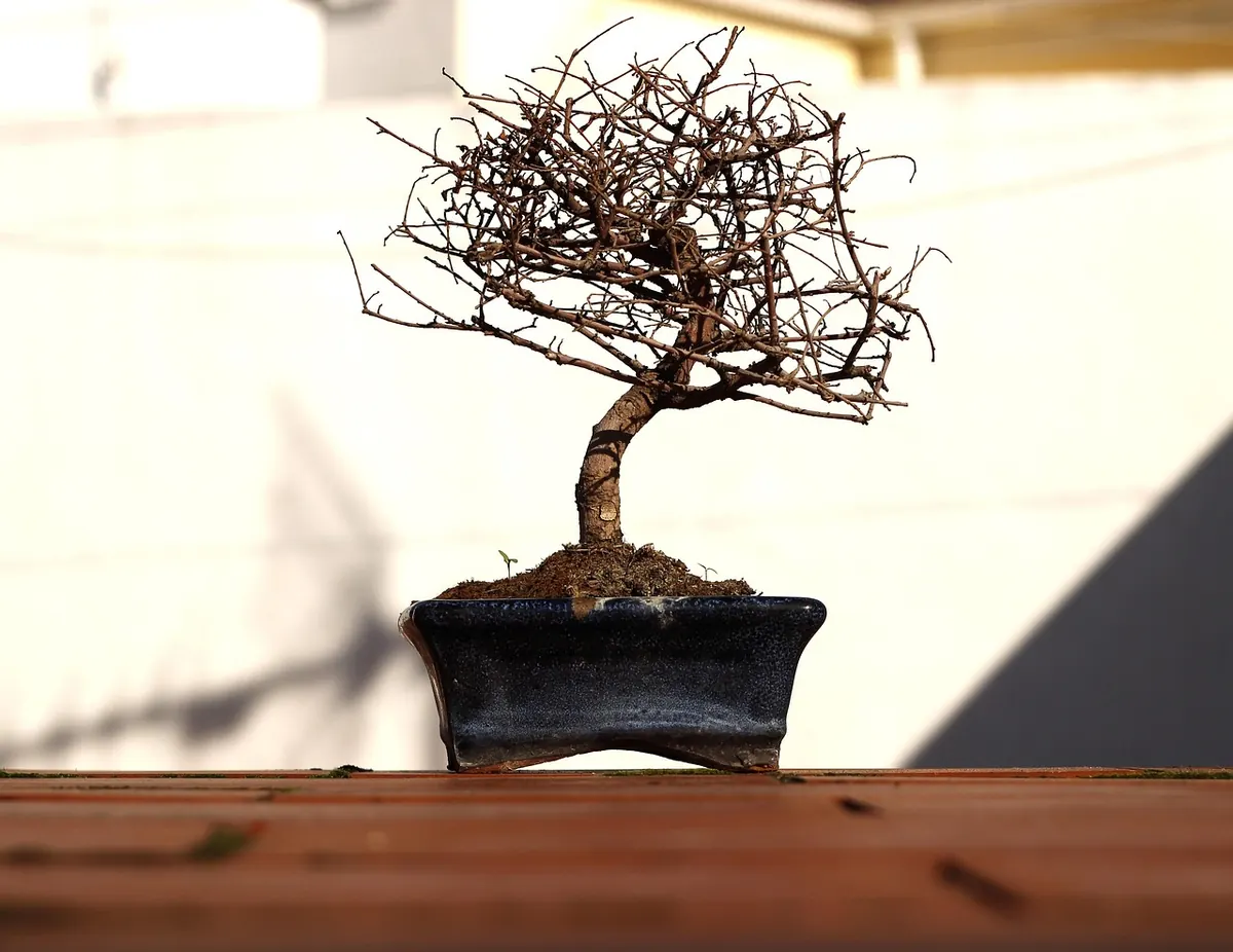 How to Plant a Bare-Root Aspen Tree: A Step-by-Step UK Guide